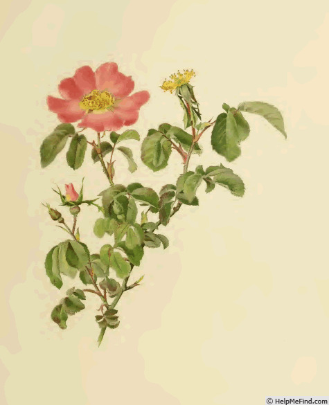 '<i>Rosa gallica</i> var. <i>austriaca</i>' rose photo