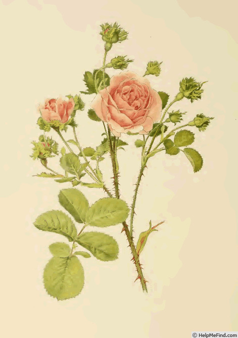 '<i>Rosa centifolia</i> var. <i>cristata</i> Prévost synonym' rose photo