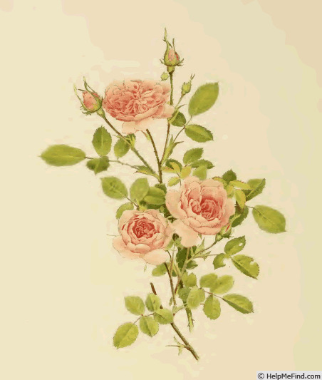 'Rose de Meaux' rose photo