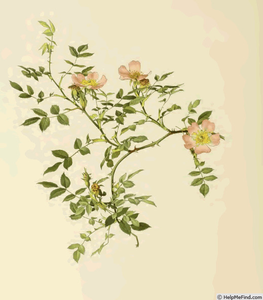 'Rosa canina subvar. exilis (Crép. & Wirtg.) R.Keller' rose photo