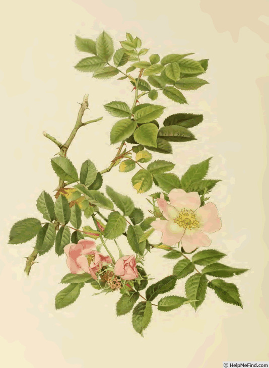 '<i>Rosa dumetorum</i> Thuillier synonym' rose photo