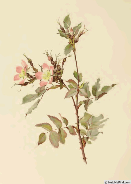 '<i>Rosa rubrifolia</i> Vill. synonym' rose photo