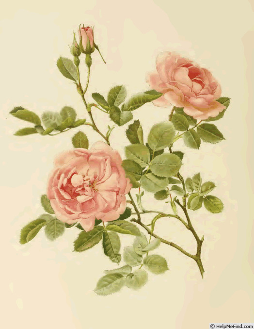 '<i>Rosa alba</i> var. <i>rubicunda</i> Rössig' rose photo
