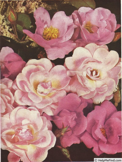 'Pink Karen Poulsen' rose photo