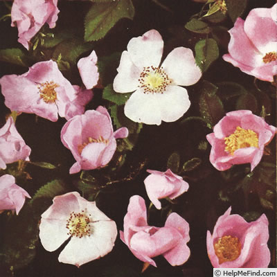 '<i>Rosa agrestis</i> Savi' rose photo