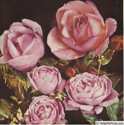 'Caroline Testout' rose photo