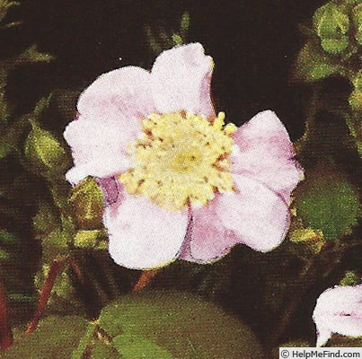 'R. californica' rose photo