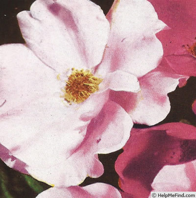 'Salmon Spray' rose photo