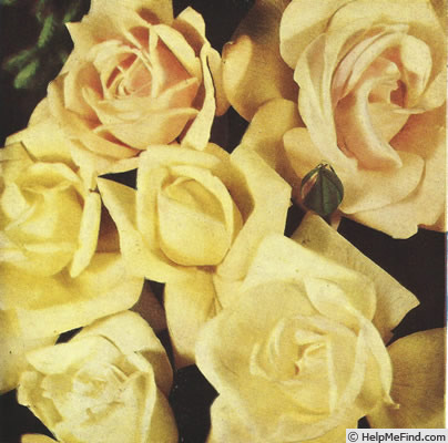 'McGredy's Yellow' rose photo