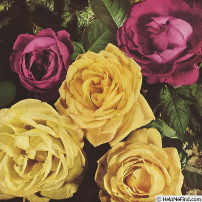 'Ulrich Brunner' rose photo