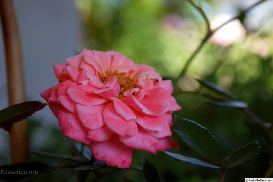 'Nice Day' rose photo