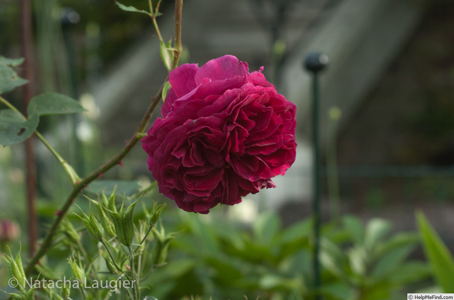 'Falstaff' rose photo