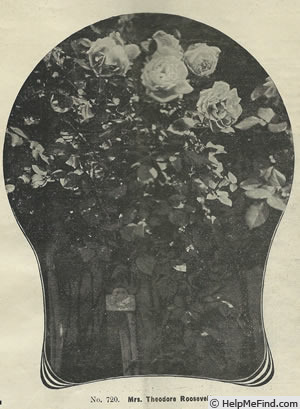 'Mrs. Theodore Roosevelt' rose, click to enlarge 'Mrs. Theodore Roosevelt' rose photo