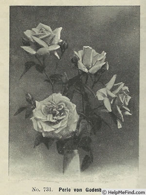 'Perle von Godesberg' rose photo