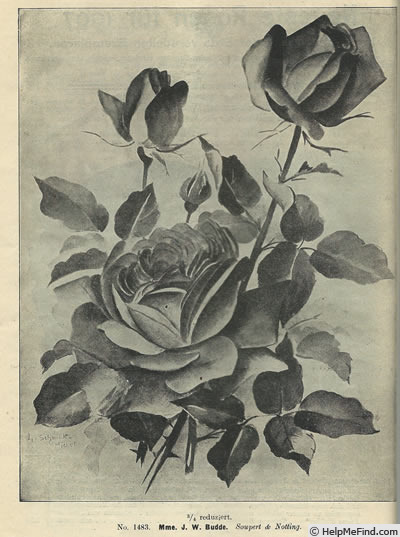 'Madame J.W. Budde' rose photo