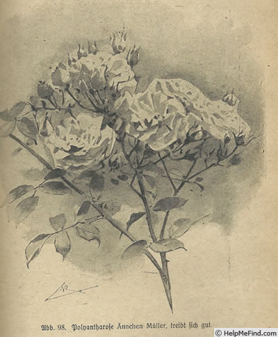 'Ännchen Müller' rose photo