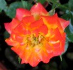 'Chasin' Rainbows™' rose photo