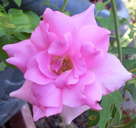 'Earth Song' rose photo