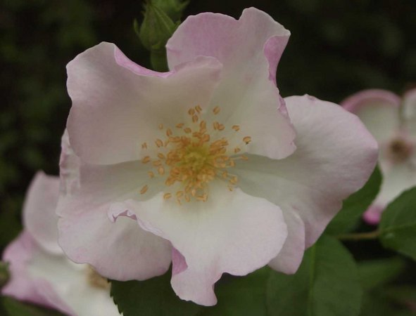 'Ringlet' rose photo