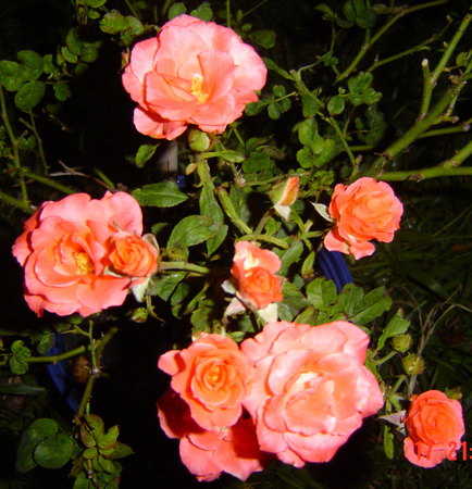 'First Edition' rose photo