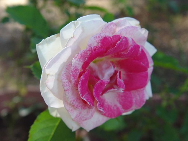 'Gracie Allen' rose photo