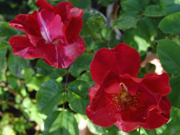 'Rusty (floribunda, Certified Roses, 2003)' rose photo