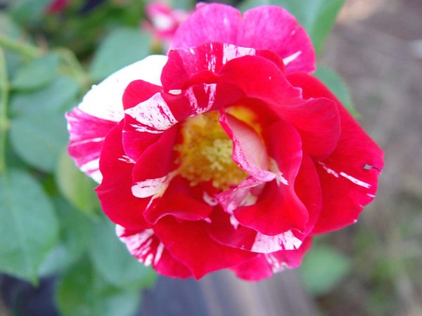 'Rosy Outlook' rose photo