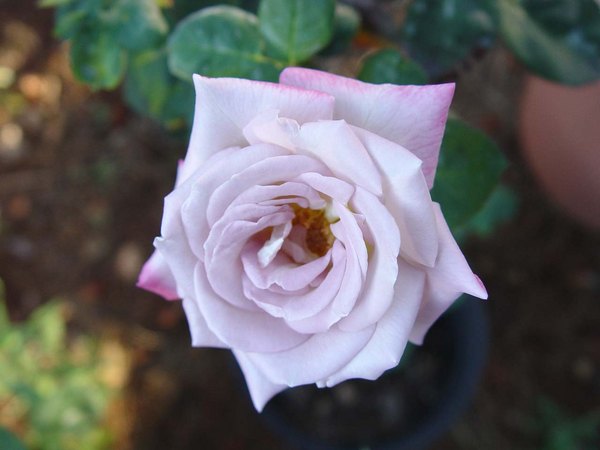 'Silverado (hybrid tea, Christensen, 1987)' rose photo
