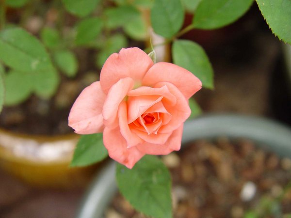 'Homecoming' rose photo