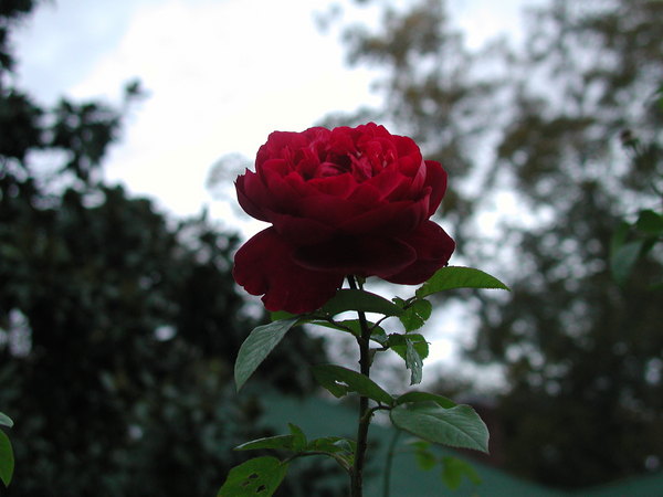 'L. D. Braithwaite' rose photo