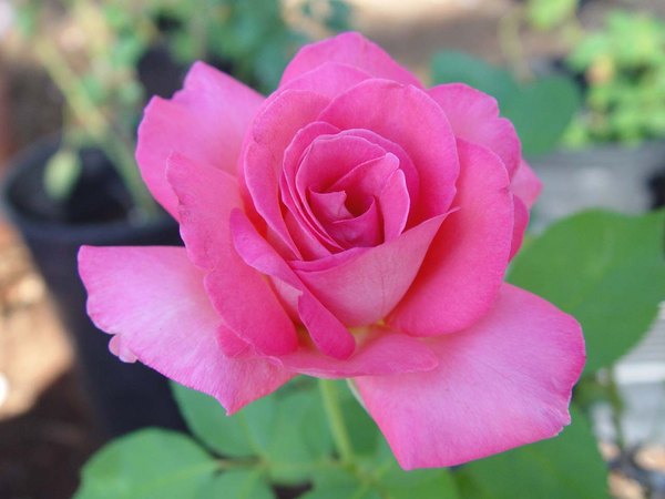 'HERfla' rose photo