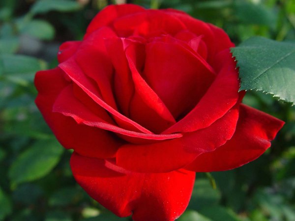 'Opening Night ™' rose photo