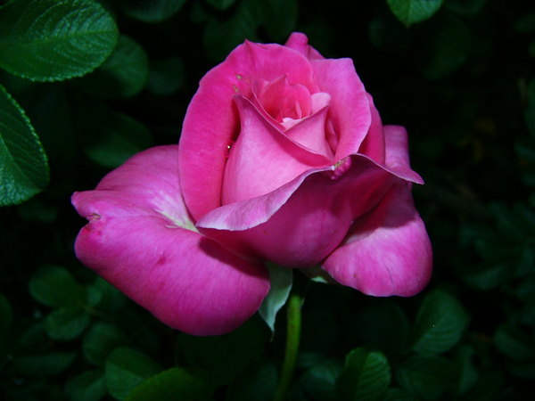'Caprice de Meilland ®' rose photo