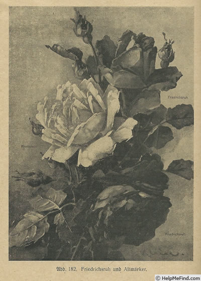 'Altmärker' rose photo