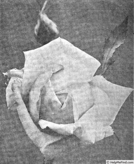 'Alice Lindsell' rose photo