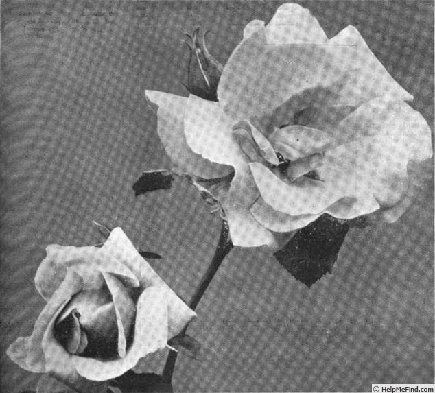 'Dawn (hybrid tea, Paul, 1898)' rose photo