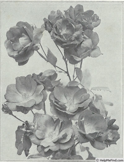 'Rödhätte' rose photo