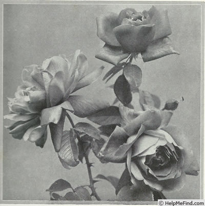 'Jean C. N. Forestier' rose photo