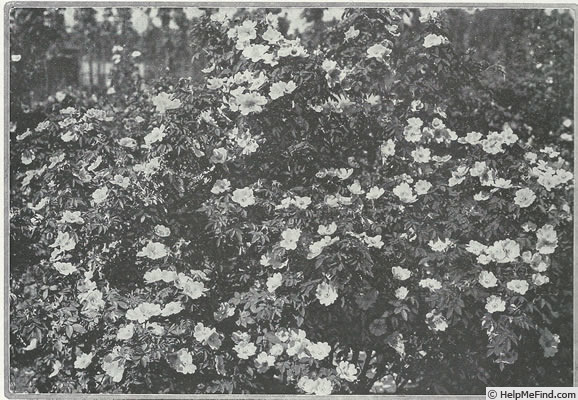 'R. dumetorum' rose photo