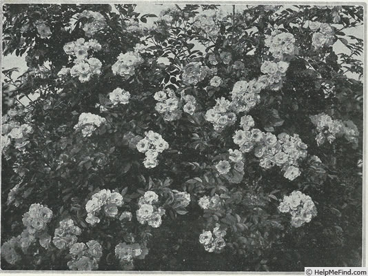 'Hélène (hybrid multiflora, Lambert, 1897)' rose photo