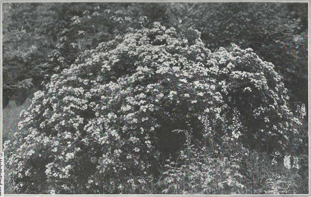 'Leuchtstern' rose photo