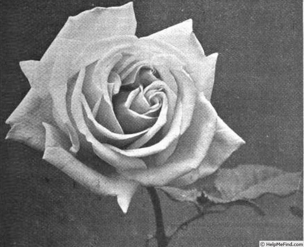 'Paula (tea, Paul, 1908)' rose photo
