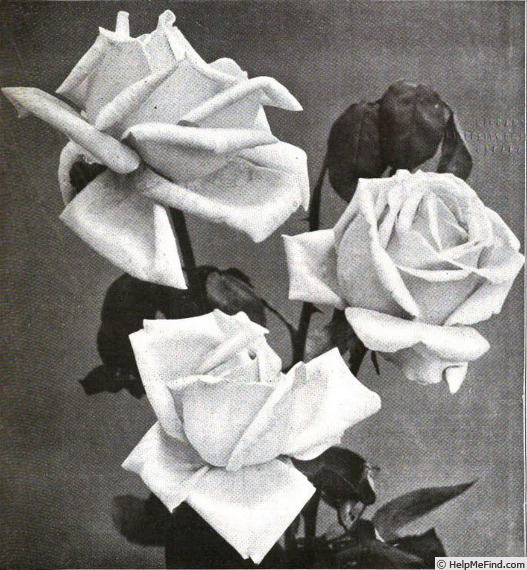 'Celia (hybrid tea, Paul, 1906)' rose photo