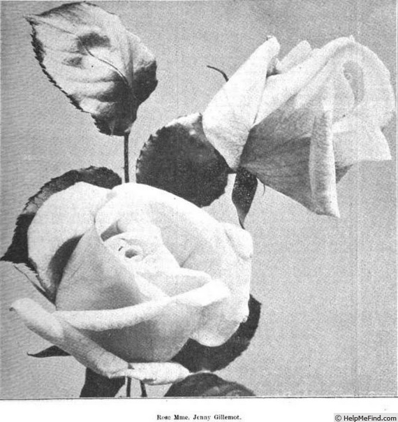 'Madame Jenny Gillemot' rose photo