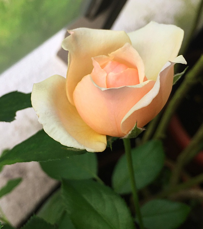'Masora' rose photo