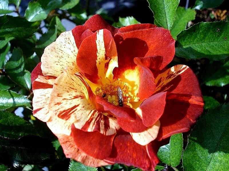 'Summer Lodge' rose photo
