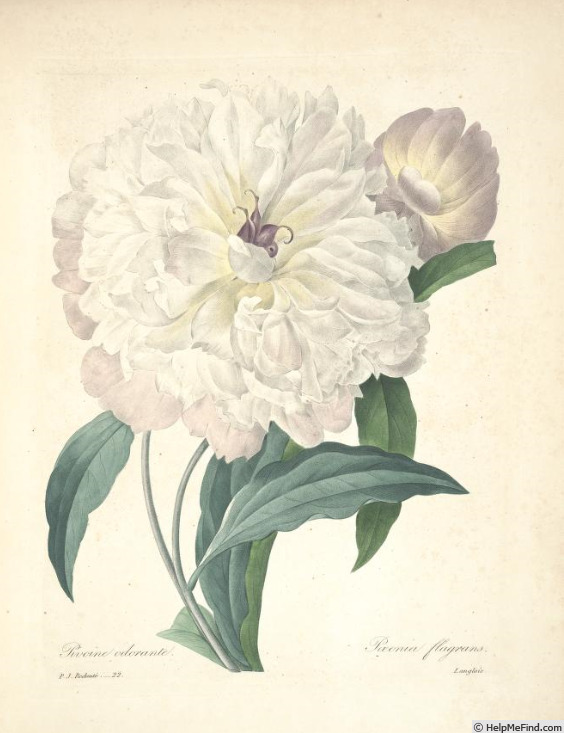 'Suffruticosa' peony photo