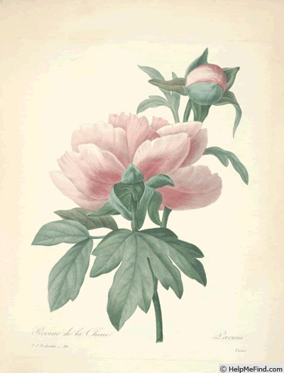 '<i>P. moutan</i> Sims synonym' peony photo