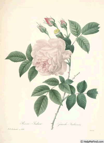 '<i>Rosa odorata</i> (Andrews) Sweet' rose photo