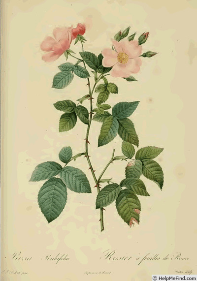 'R. rubifolia' rose photo